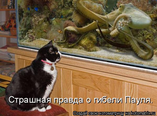 Страшная правда о гибели Пауля.... Котоматрица: Страшная правда о гибели Пауля.