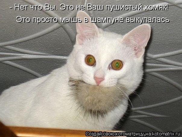 Это просто мышь в шампуне выкупалась - Нет что Вы. Это не Ваш пушистый хомяк!... Котоматрица: Это просто мышь в шампуне выкупалась - Нет что Вы. Это не Ваш пушистый хомяк!