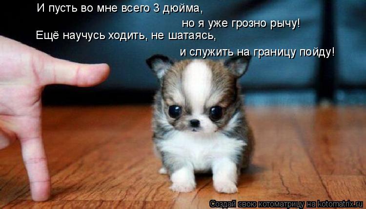 И пусть во мне всего 3 дюйма, Ещё научусь ходить, не шатаясь, но я уже грозно рычу! и служить на гран... Котоматрица: И пусть во мне всего 3 дюйма, Ещё научусь ходить, не шатаясь, но я уже грозно рычу! и служить на границу пойду!