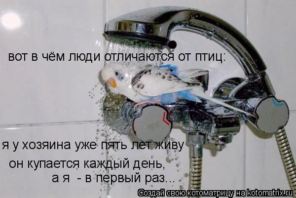 вот в чём люди отличаются от птиц: я у хозяина уже пять лет живу он купается каждый день, а я - в ... Котоматрица: вот в чём люди отличаются от птиц: я у хозяина уже пять лет живу он купается каждый день, а я - в первый раз...