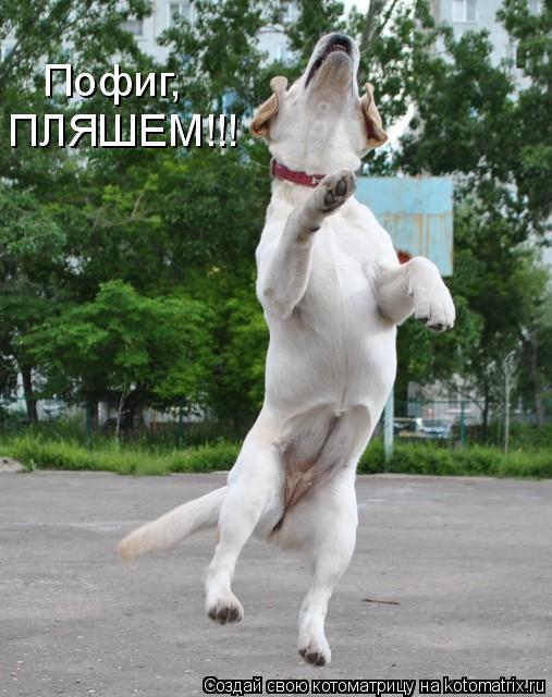 Пофиг, ПЛЯШЕМ!!!... Котоматрица: Пофиг, ПЛЯШЕМ!!!