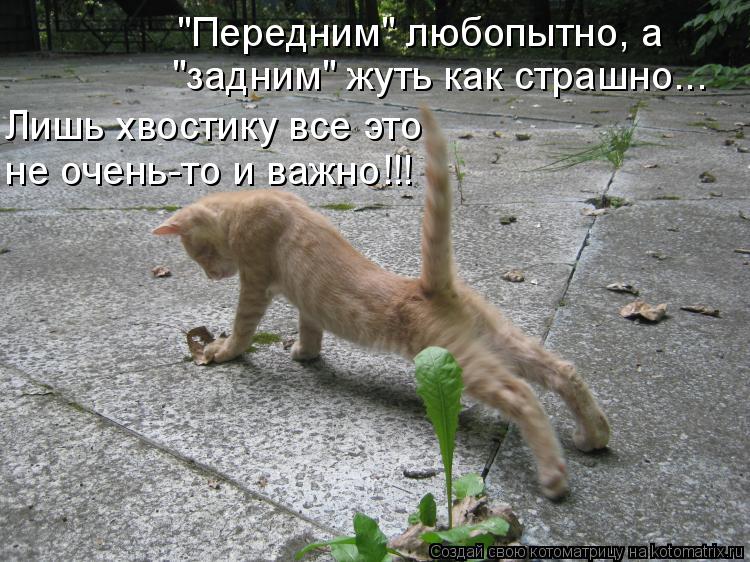 "Передним" любопытно, а "задним" жуть как страшно... Лишь хвостику все это не очень-то и важно!!!... Котоматрица: "Передним" любопытно, а "задним" жуть как страшно... Лишь хвостику все это не очень-то и важно!!!
