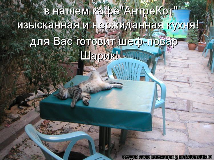 в нашем кафе"АнтреКот" изысканная и неожиданная кухня! для Вас готовит шеф-повар Шарик!... Котоматрица: в нашем кафе"АнтреКот" изысканная и неожиданная кухня! для Вас готовит шеф-повар Шарик!