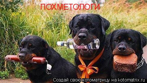 ПОХМЕТОЛОГИ... Котоматрица: ПОХМЕТОЛОГИ