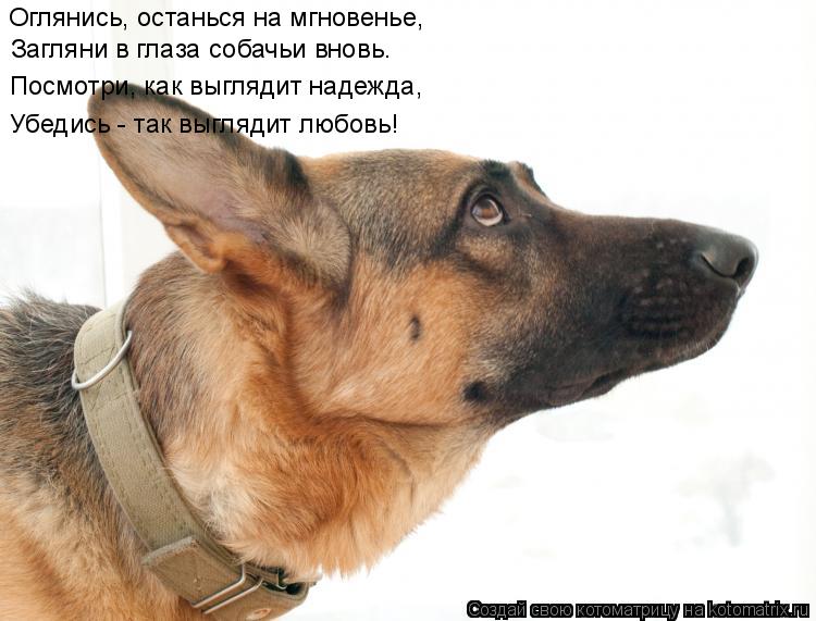 Оглянись, останься на мгновенье, Загляни в глаза собачьи вновь. Посмотри, как выглядит надежда, Убеди... Котоматрица: Оглянись, останься на мгновенье, Загляни в глаза собачьи вновь. Посмотри, как выглядит надежда, Убедись - так выглядит любовь!