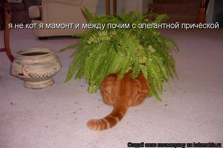 я не кот я мамонт и между почим с элегантной причёской... Котоматрица: я не кот я мамонт и между почим с элегантной причёской