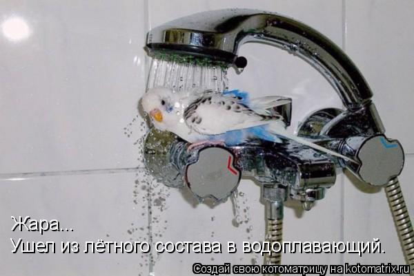 Ушел из лётного состава в водоплавающий. Жара...... Котоматрица: Ушел из лётного состава в водоплавающий. Жара...
