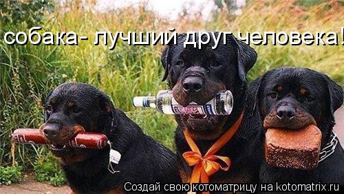 собака- лучший друг человека!... Котоматрица: собака- лучший друг человека!