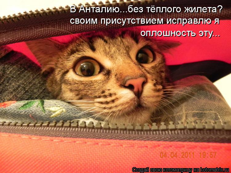 В Анталию...без тёплого жилета? своим присутствием исправлю я оплошность эту...... Котоматрица: В Анталию...без тёплого жилета? своим присутствием исправлю я оплошность эту...