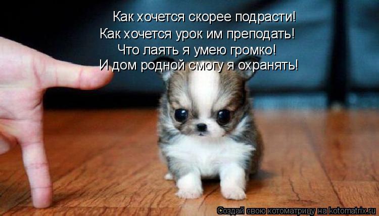 Как хочется скорее подрасти! Как хочется урок им преподать! Что лаять я умею громко! И дом родной смо... Котоматрица: Как хочется скорее подрасти! Как хочется урок им преподать! Что лаять я умею громко! И дом родной смогу я охранять!