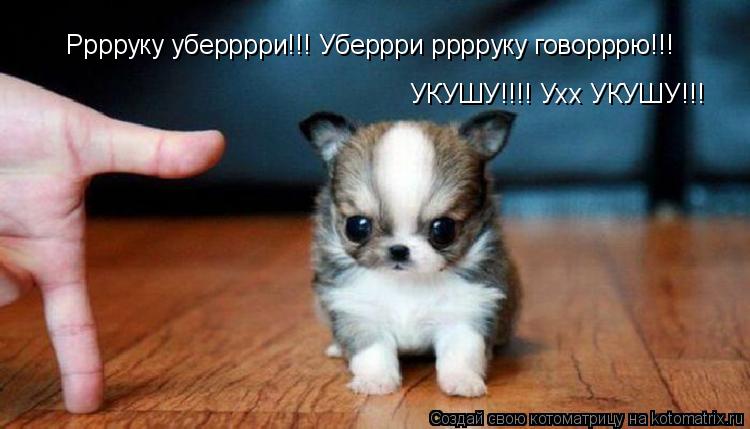 Рррруку уберррри!!! Уберрри рррруку говорррю!!! УКУШУ!!!! Ухх УКУШУ!!!... Котоматрица: Рррруку уберррри!!! Уберрри рррруку говорррю!!! УКУШУ!!!! Ухх УКУШУ!!!