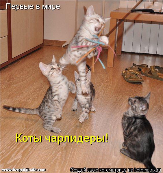 Первые в мире Коты чарлидеры!... Котоматрица: Первые в мире Коты чарлидеры!
