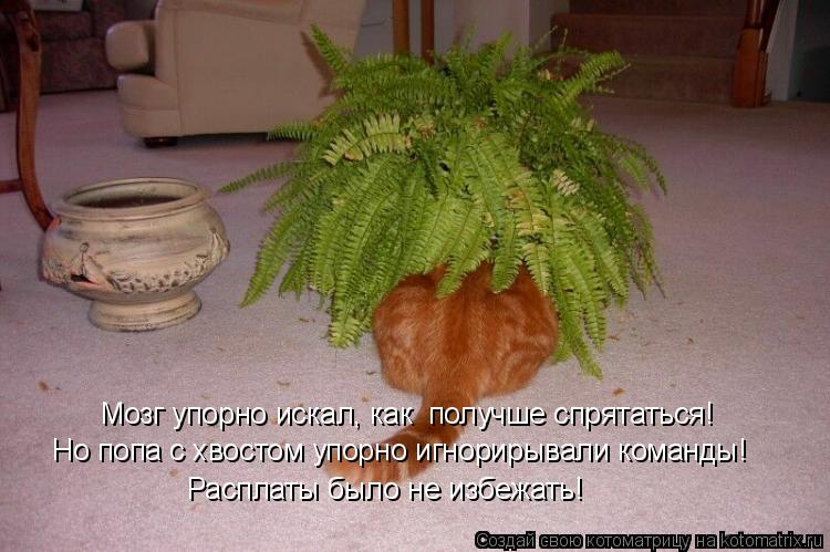Мозг упорно искал, как получше спрятаться! Но попа с хвостом упорно игнорирывали команды! Расплаты б... Котоматрица: Мозг упорно искал, как получше спрятаться! Но попа с хвостом упорно игнорирывали команды! Расплаты было не избежать!