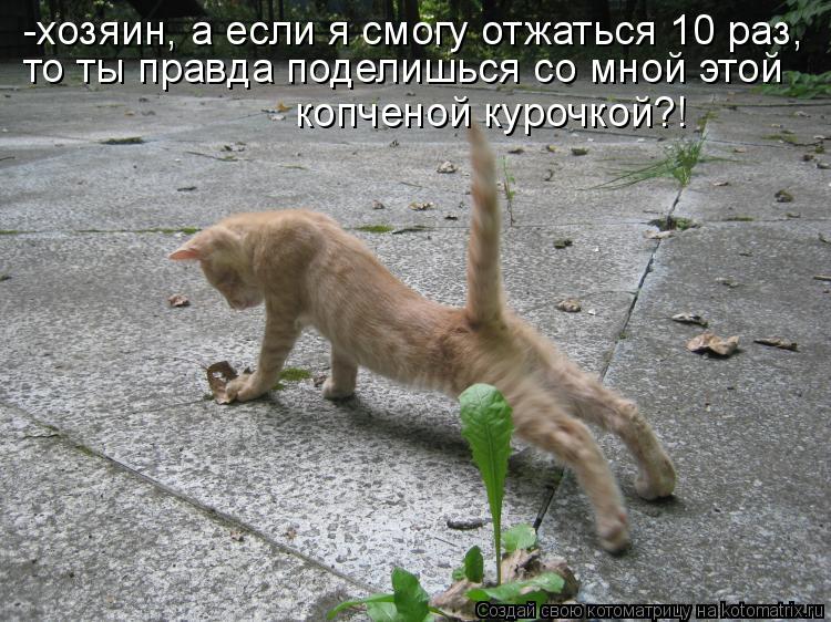 -хозяин, а если я смогу отжаться 10 раз, то ты правда поделишься со мной этой копченой курочкой?!... Котоматрица: -хозяин, а если я смогу отжаться 10 раз, то ты правда поделишься со мной этой копченой курочкой?!
