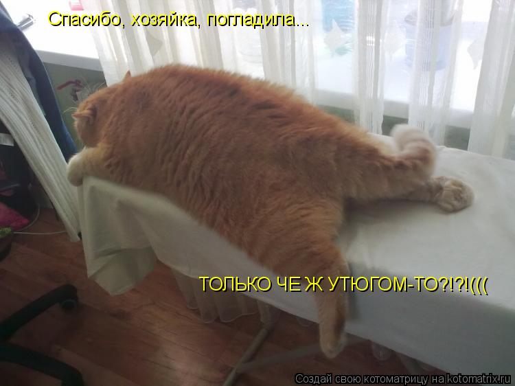 Спасибо, хозяйка, погладила... ТОЛЬКО ЧЕ Ж УТЮГОМ-ТО?!?!(((... Котоматрица: Спасибо, хозяйка, погладила... ТОЛЬКО ЧЕ Ж УТЮГОМ-ТО?!?!(((