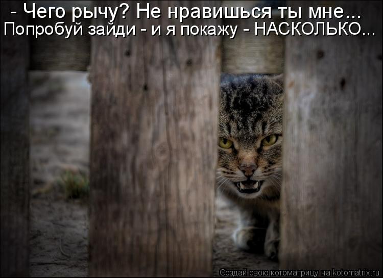 - Чего рычу? Не нравишься ты мне... Попробуй зайди - и я покажу - НАСКОЛЬКО...... Котоматрица: - Чего рычу? Не нравишься ты мне... Попробуй зайди - и я покажу - НАСКОЛЬКО...