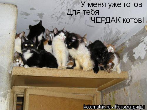 У меня уже готов Для тебя ЧЕРДАК котов!... Котоматрица: У меня уже готов Для тебя ЧЕРДАК котов!