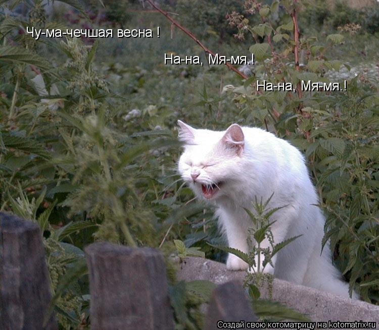 Чу-ма-чечшая весна ! На-на, Мя-мя.! На-на, Мя-мя.!... Котоматрица: Чу-ма-чечшая весна ! На-на, Мя-мя.! На-на, Мя-мя.!