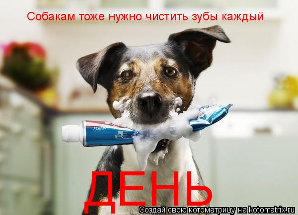 Собакам тоже нужно чистить зубы каждый ДЕНЬ... Котоматрица: Собакам тоже нужно чистить зубы каждый ДЕНЬ