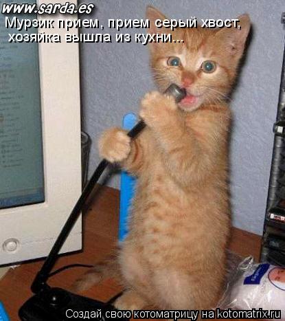 Мурзик прием, прием серый хвост, хозяйка вышла из кухни...... Котоматрица: Мурзик прием, прием серый хвост, хозяйка вышла из кухни...