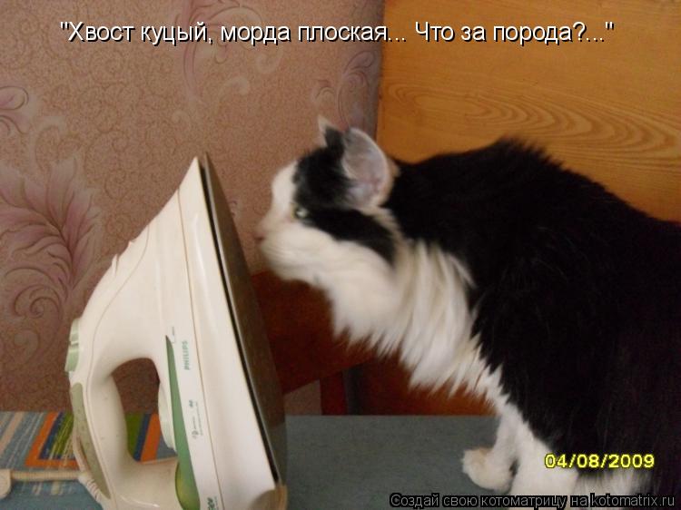 "Хвост куцый, морда плоская... Что за порода?..."... Котоматрица: "Хвост куцый, морда плоская... Что за порода?..."