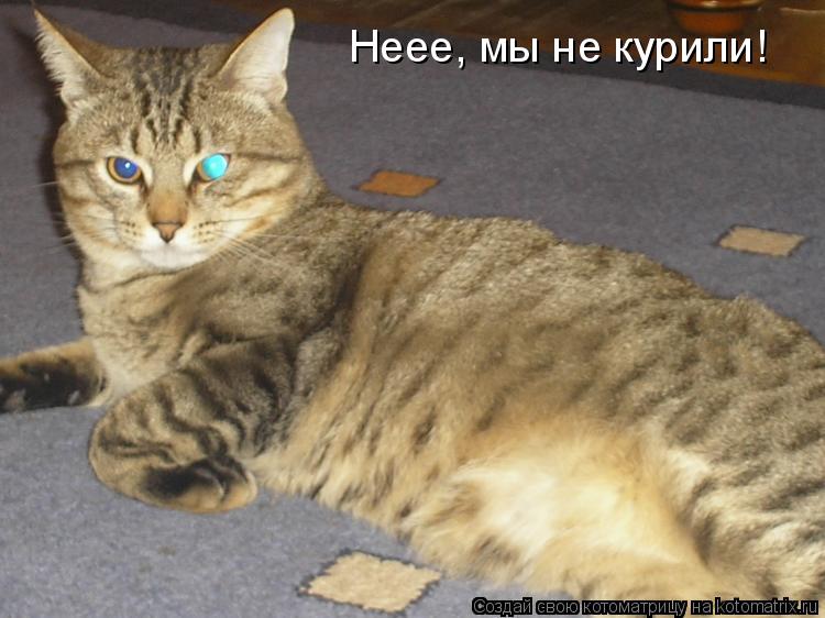 Неее, мы не курили!... Котоматрица: Неее, мы не курили!