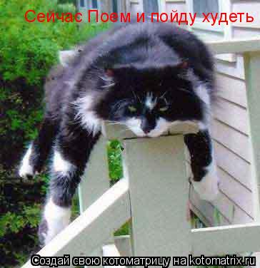 Ох! Сейчас поем, и пойду ходеть Сейчас Поем и пойду худеть... Котоматрица: Ох! Сейчас поем, и пойду ходеть Сейчас Поем и пойду худеть