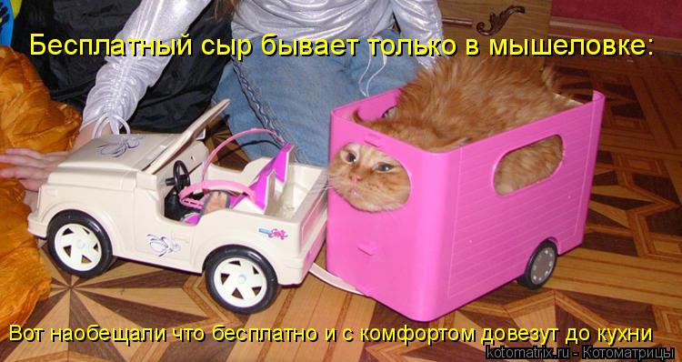 Бесплатный сыр бывает только в мышеловке: Вот наобещали что бесплатно и с комфортом довезут до кухни... Котоматрица: Бесплатный сыр бывает только в мышеловке: Вот наобещали что бесплатно и с комфортом довезут до кухни