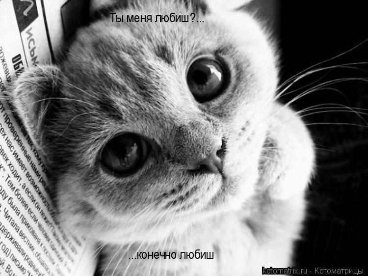Ты меня любиш?... ...конечно любиш... Котоматрица: Ты меня любиш?... ...конечно любиш