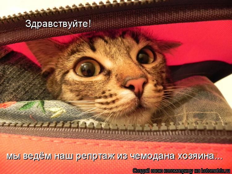 Здравствуйте! мы ведём наш репртаж из чемодана хозяина...... Котоматрица: Здравствуйте! мы ведём наш репртаж из чемодана хозяина...