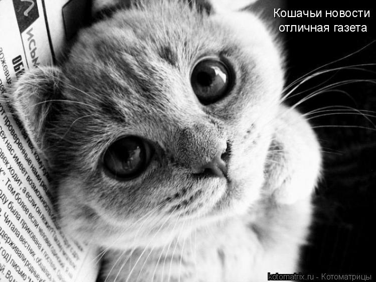 Кошачьи новости отличная газета... Котоматрица: Кошачьи новости отличная газета