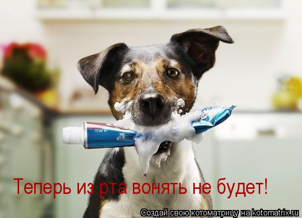 Теперь из рта вонять не будет!... Котоматрица: Теперь из рта вонять не будет!