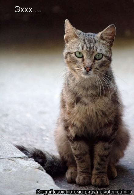 Эххх ...... Котоматрица: Эххх ...