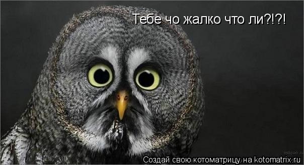 Тебе чо жалко что ли?!?!... Котоматрица: Тебе чо жалко что ли?!?!