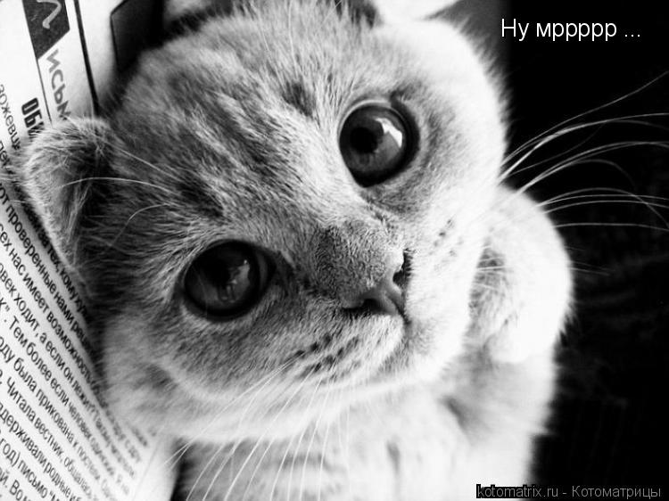 Ну мррррр ...... Котоматрица: Ну мррррр ...