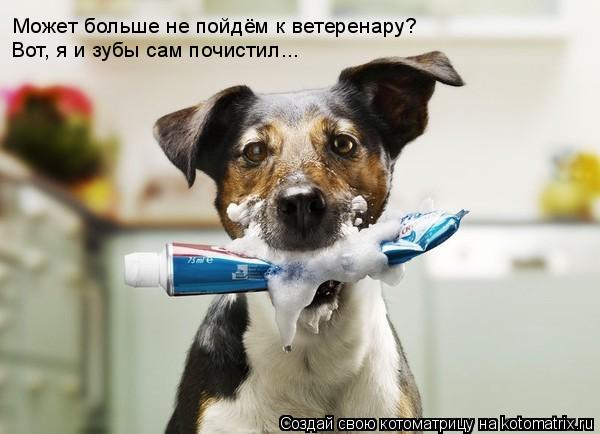 Может больше не пойдём к ветеренару? Вот, я и зубы сам почистил...... Котоматрица: Может больше не пойдём к ветеренару? Вот, я и зубы сам почистил...