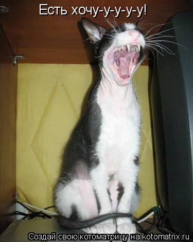 Есть хочу-у-у-у-у!... Котоматрица: Есть хочу-у-у-у-у!