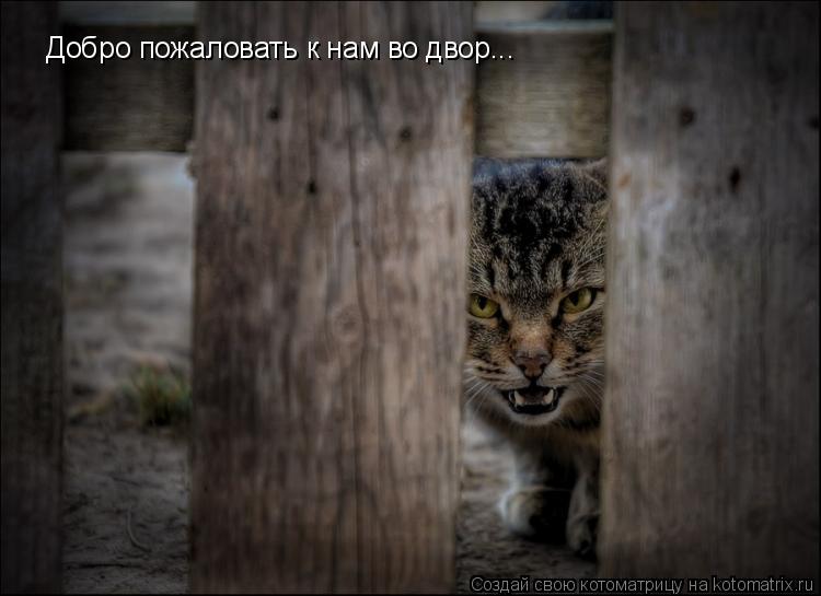 Добро пожаловать к нам во двор...... Котоматрица: Добро пожаловать к нам во двор...