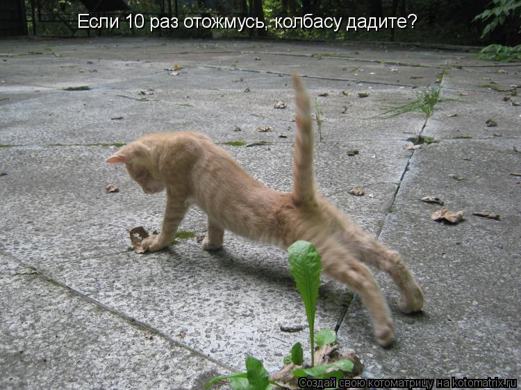 Если 10 раз отожмусь, колбасу дадите?... Котоматрица: Если 10 раз отожмусь, колбасу дадите?