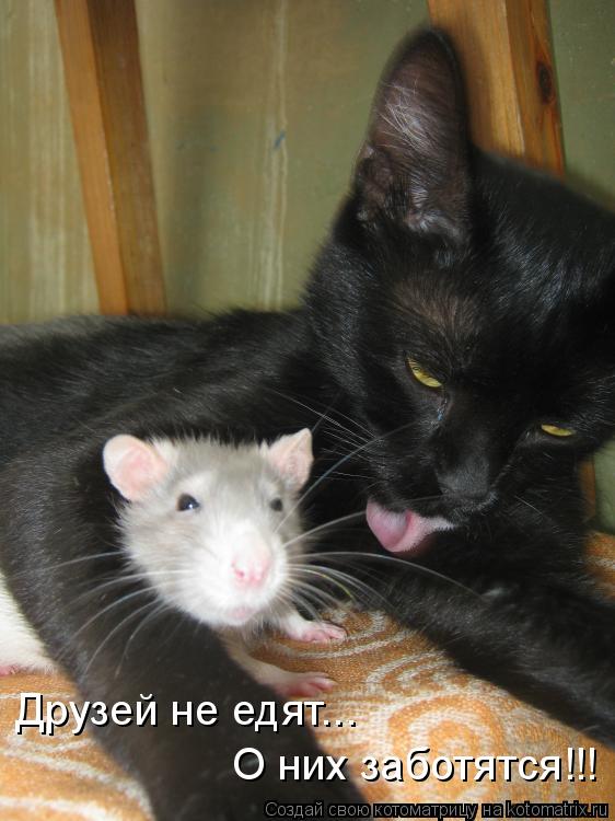 Котоматрица: О них заботятся!!! Друзей не едят...