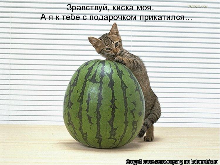Зравствуй, киска моя. А я к тебе с подарочком прикатился...... Котоматрица: Зравствуй, киска моя. А я к тебе с подарочком прикатился...