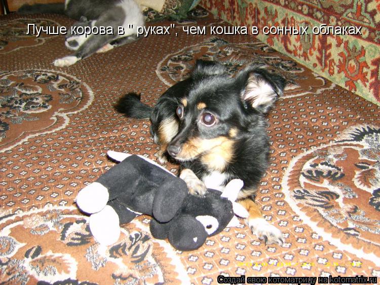 Котоматрица: Лучше корова в " руках", чем кошка в сонных облаках