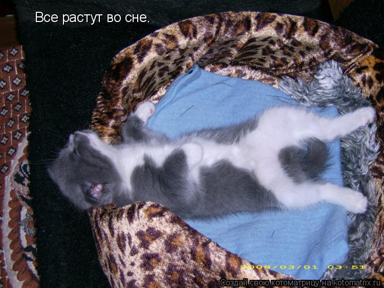 Котоматрица: Все растут во сне.