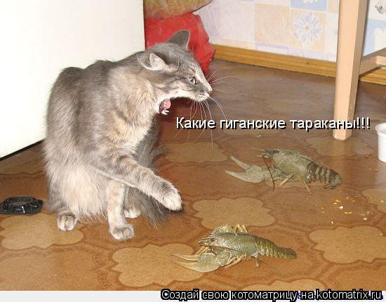 Котоматрица: Какие гиганские тараканы!!!