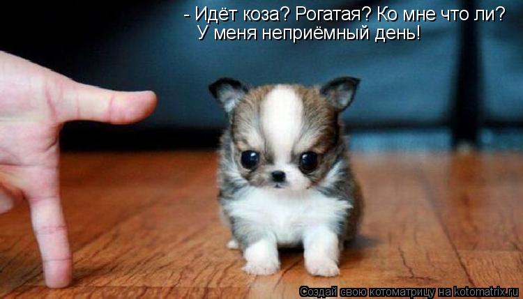 Котоматрица: - Идёт коза? Рогатая? Ко мне что ли? У меня неприёмный день!