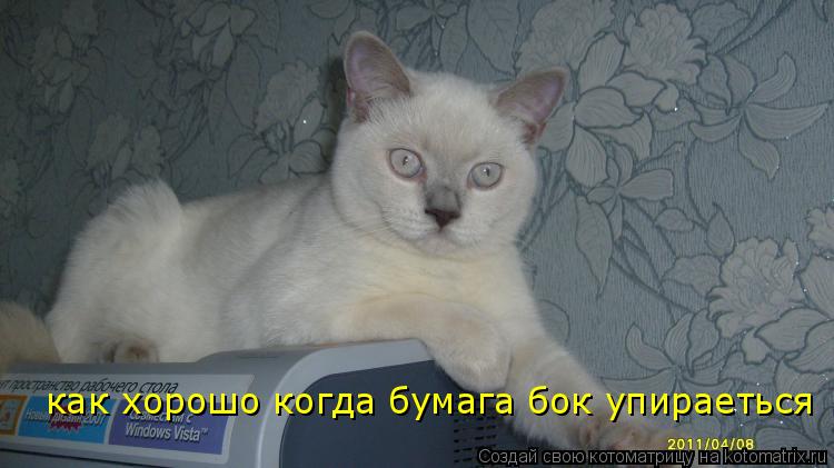 Котоматрица: как хорошо когда бумага бок упираеться