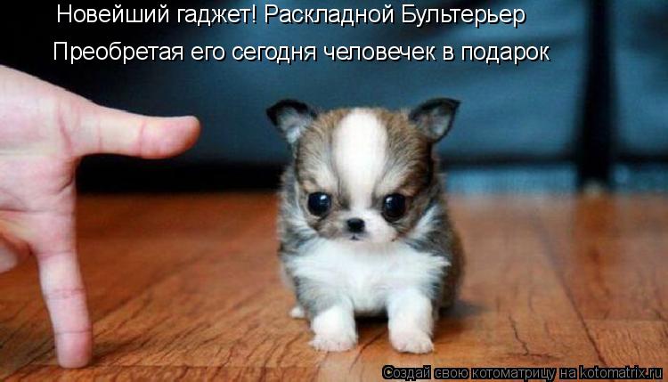 Котоматрица: Новейший гаджет! Раскладной Бультерьер Преобретая его сегодня человечек в подарок