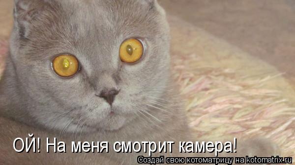 ОЙ! На меня смотрит камера!... Котоматрица: ОЙ! На меня смотрит камера!