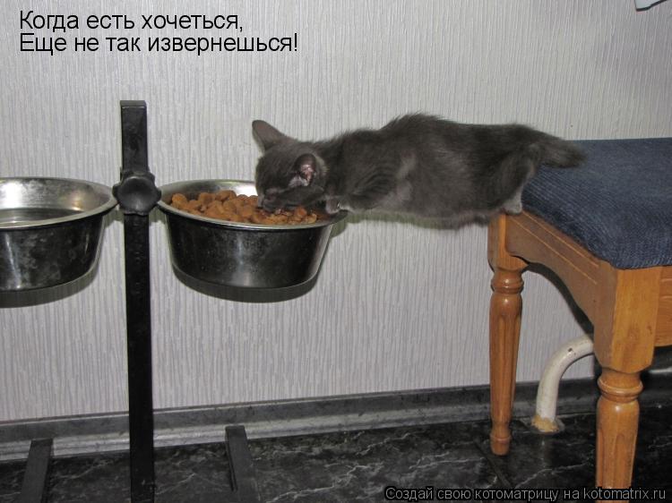 Когда есть хочеться, Еще не так извернешься!... Котоматрица: Когда есть хочеться, Еще не так извернешься!