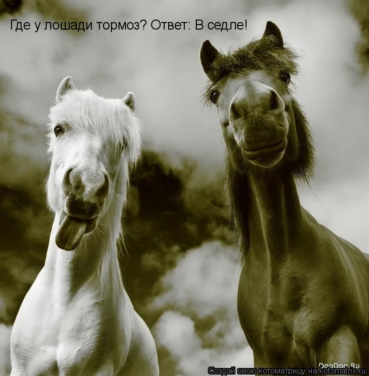 Где у лошади тормоз? Ответ: В седле!... Котоматрица: Где у лошади тормоз? Ответ: В седле!